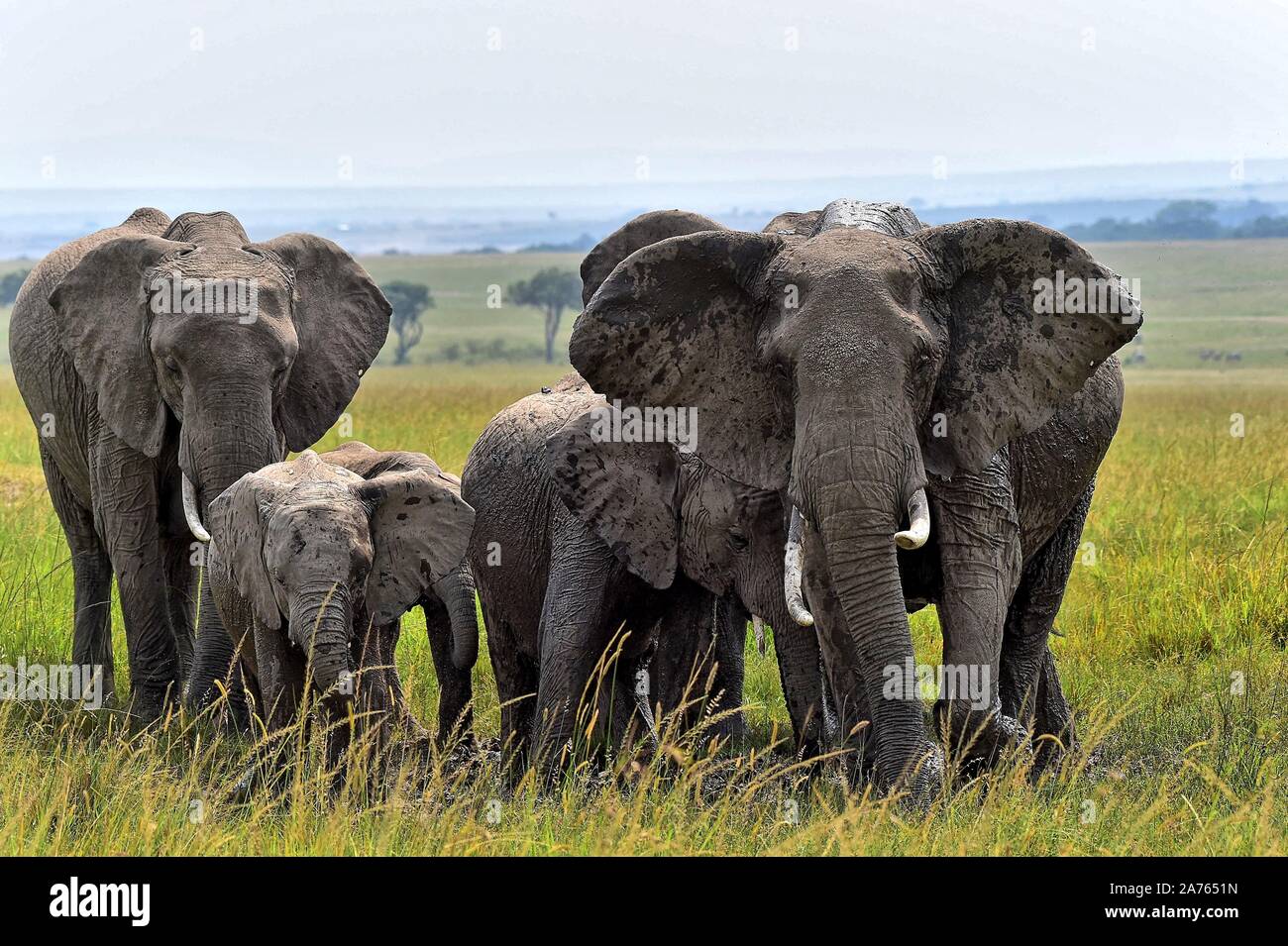 Un gruppo di elefanti non si raffredda in un bagno di acqua sulla savana Foto Stock