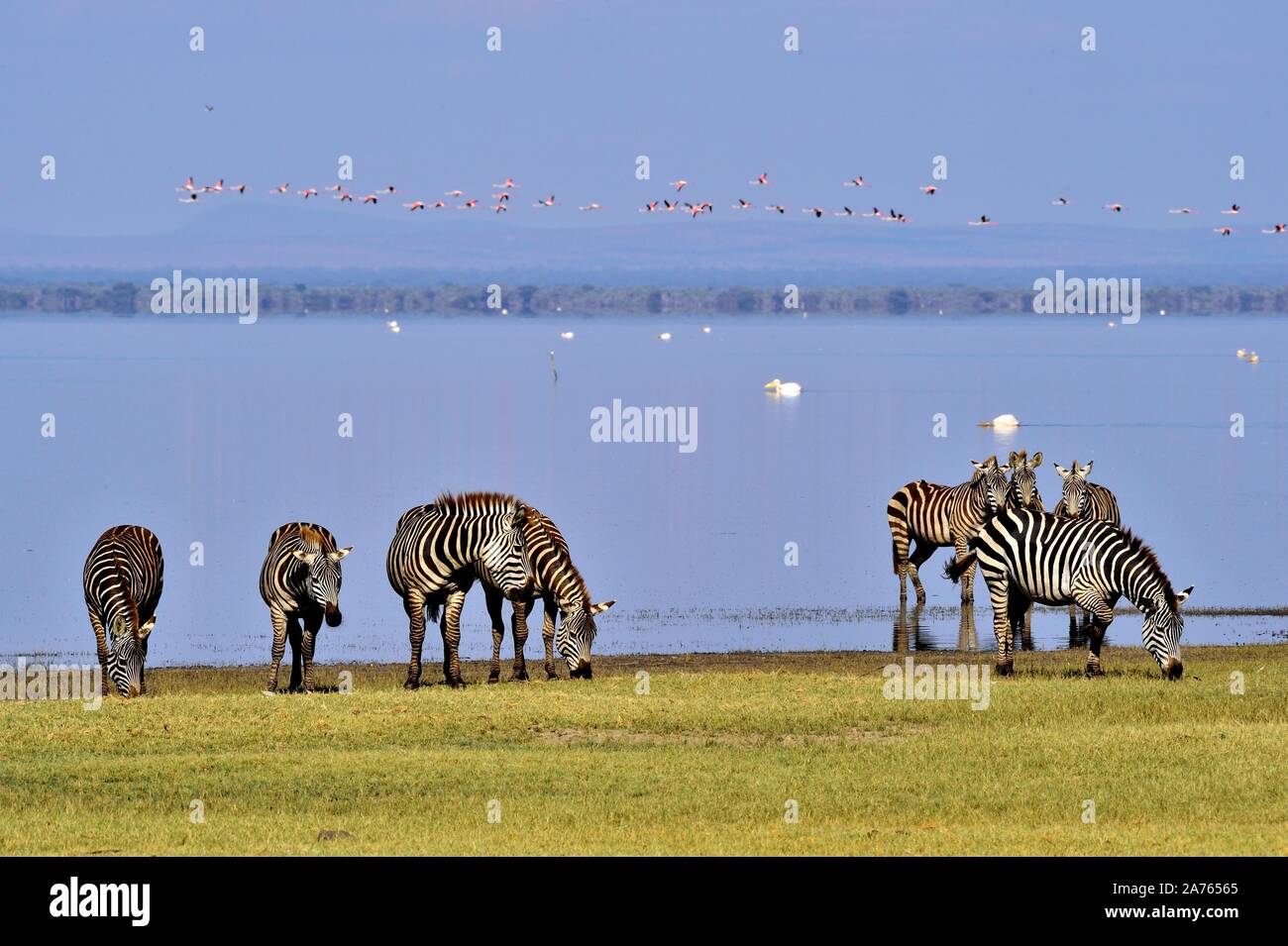 Zebre al Lago Manyara Foto Stock