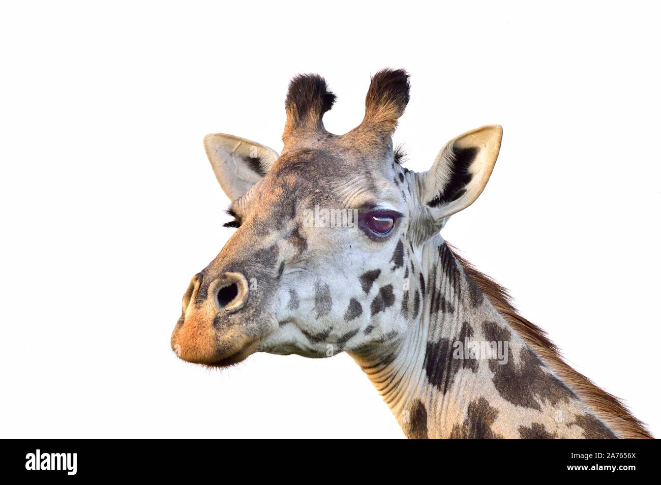 Una giraffa close up Foto Stock