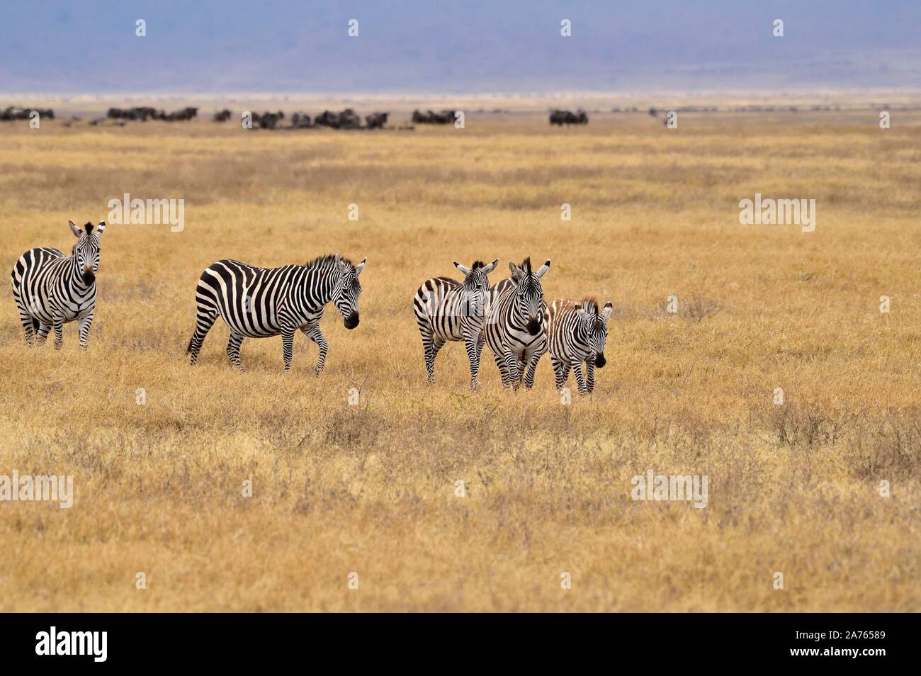Zebre al Lago Manyara Foto Stock