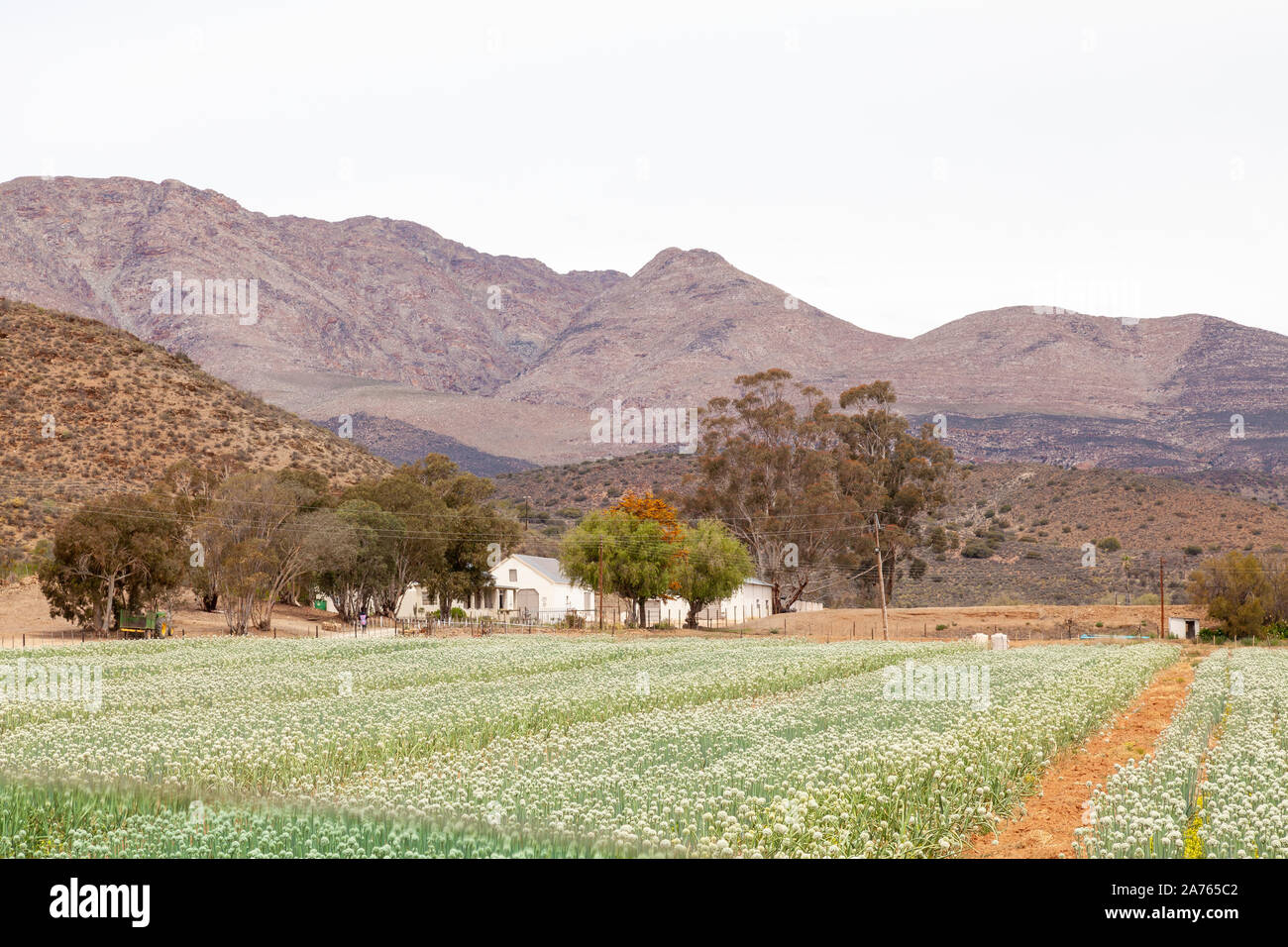 I campi di cipolla piante con i fiori per la produzione di semi di cipolla per l'agricoltura su una fattoria sulla R62, Klein Karoo, Western Cape, Sud Afrcia Foto Stock