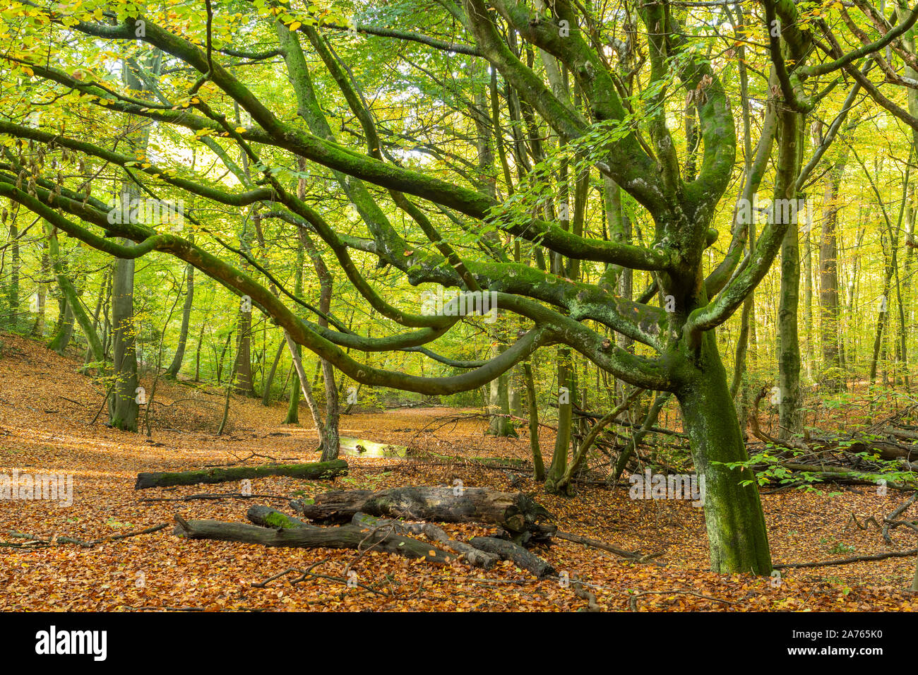 Burnham Beeches Riserva Naturale Nazionale durante l'autunno, Buckinghamshire, UK Foto Stock