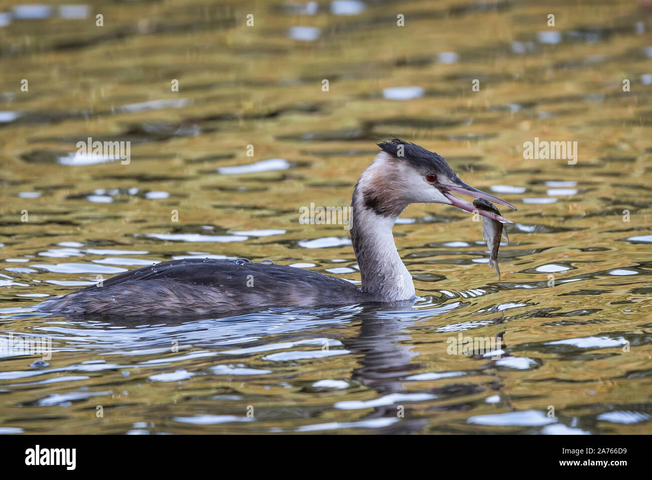 Svassi sono immersioni in acqua dolce e uccelli pescatore perfetto Foto Stock