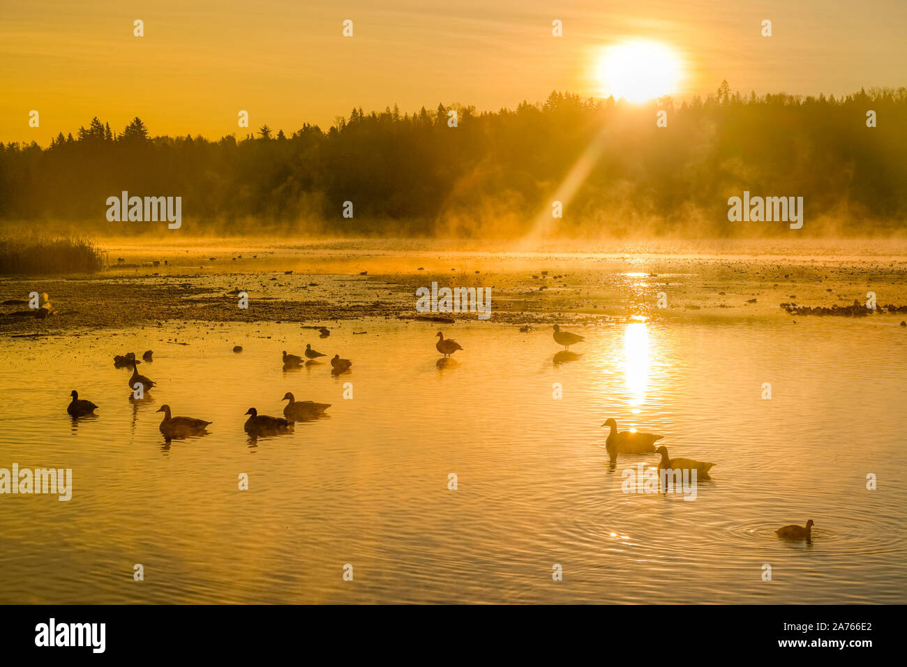 Oche di sunrise, Burnaby Lago Parco Regionale, Burnaby, British Columbia, Canada Foto Stock
