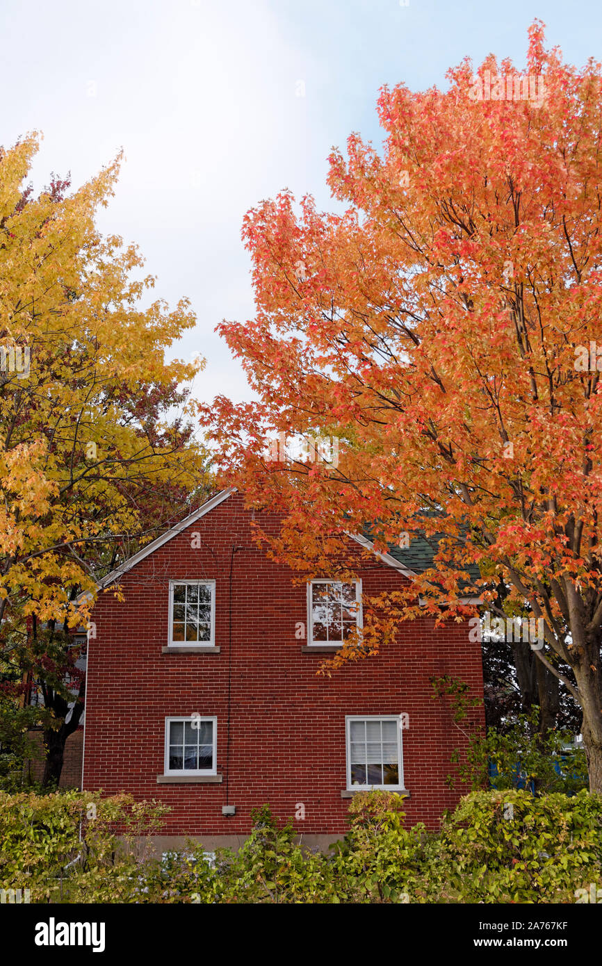 Rosso acero accanto alla casa in mattoni rossi in autunno, Lachine, Montreal, Quebec, Canada Foto Stock