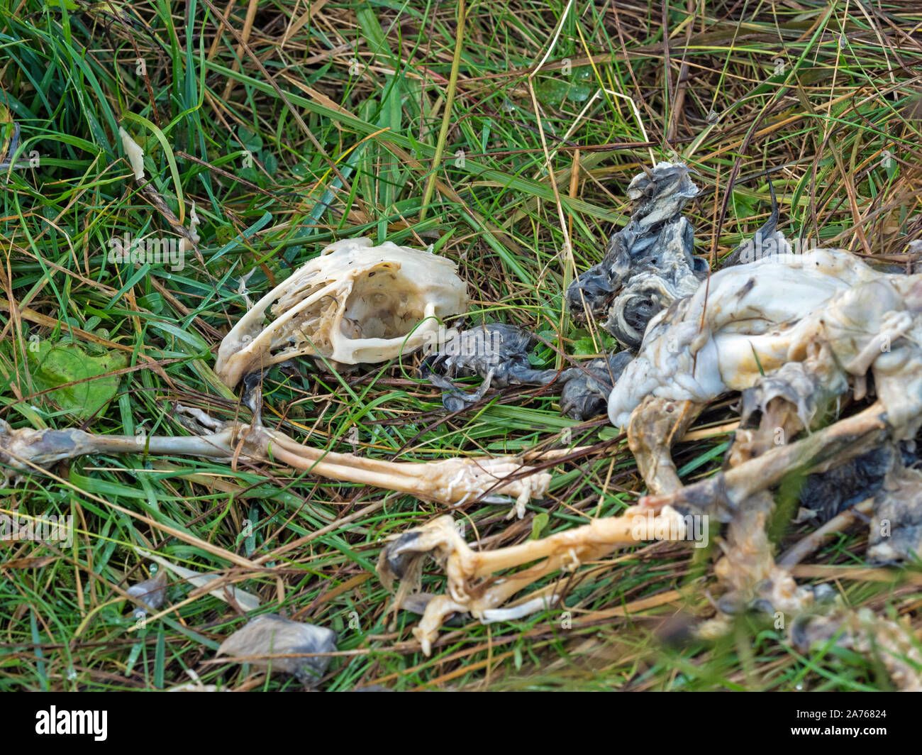 Cranio e lo scheletro di coniglio morto (oryctolagus cuniculus), Shetland Foto Stock