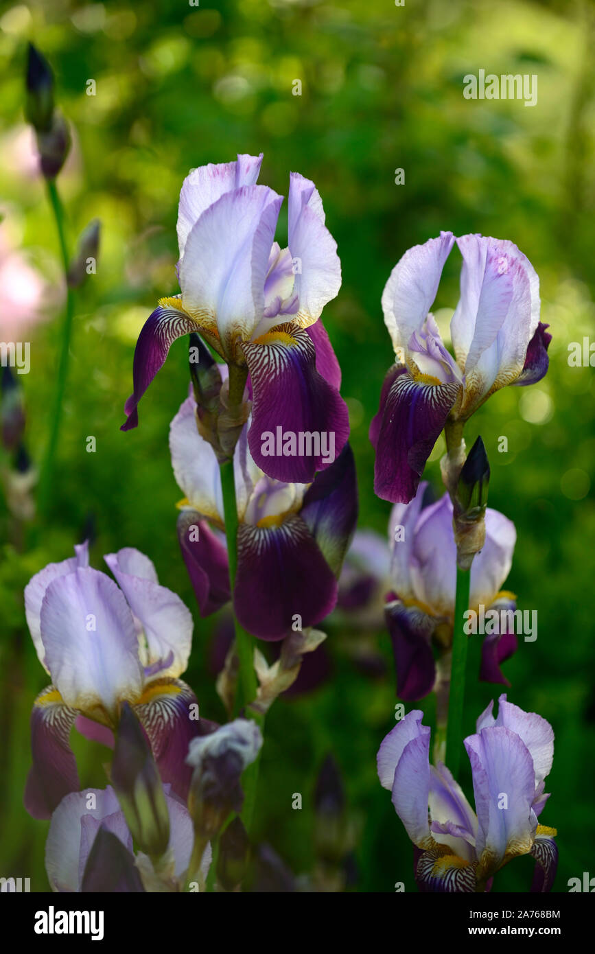 Iris wabash, barbuto, Iris Iris germanica, bianco,viola,colore,colore,bloom,fiore,fioritura,RM Floral Foto Stock