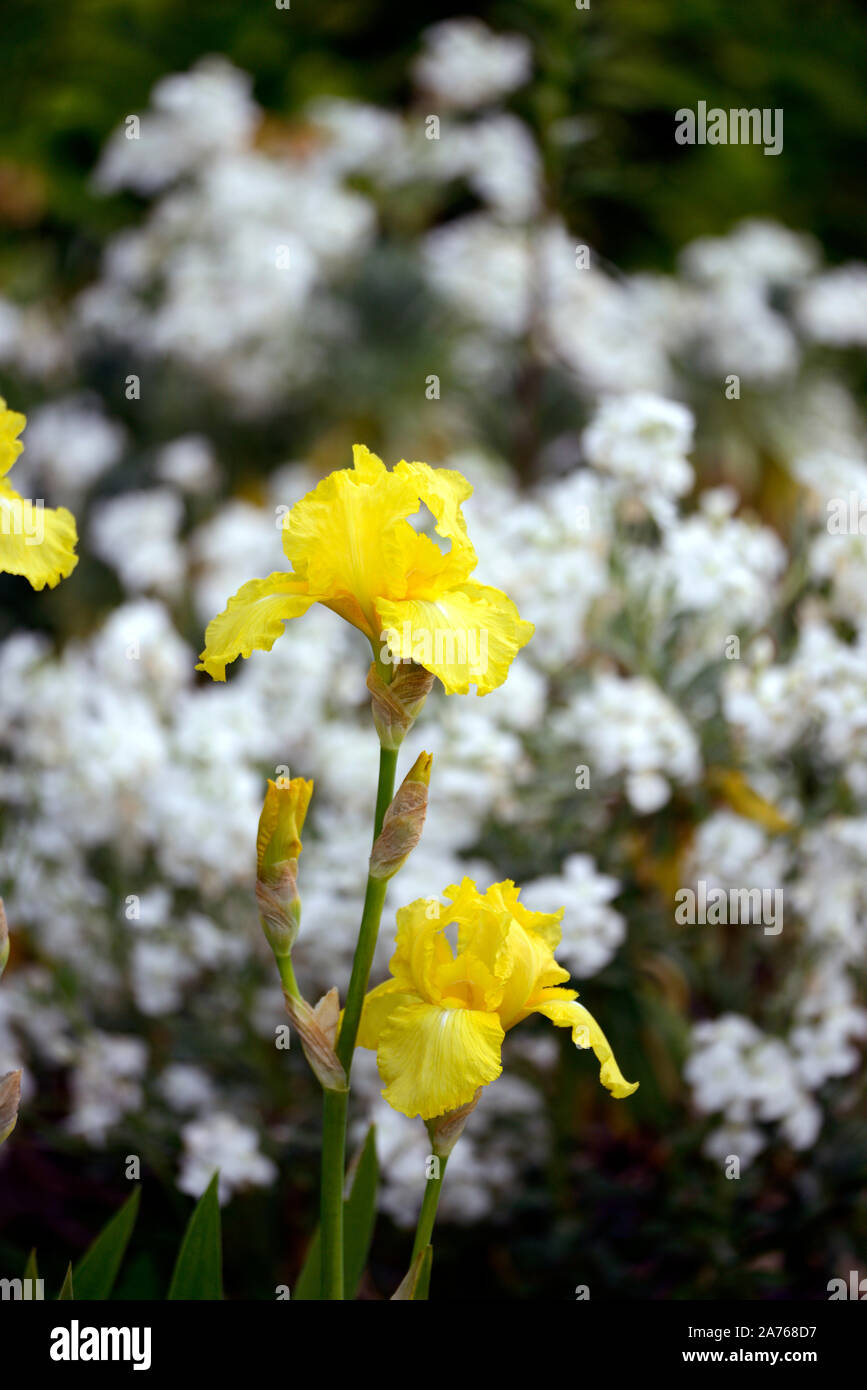 Iris ottobre sun, Iris barbuto, Iris germanica, giallo,colore,colore,bloom,fiore,fioritura,RM Floral Foto Stock