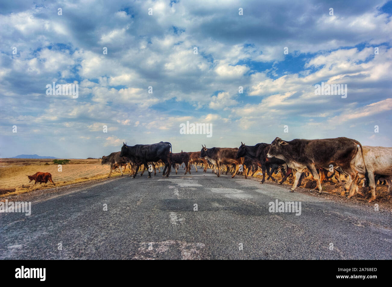 Foto delle mucche in un campo in Messico Foto Stock