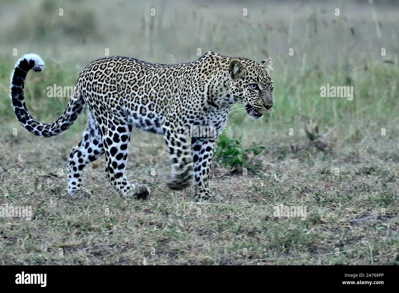 Un leopard segue il suo prety attraverso la savana Foto Stock