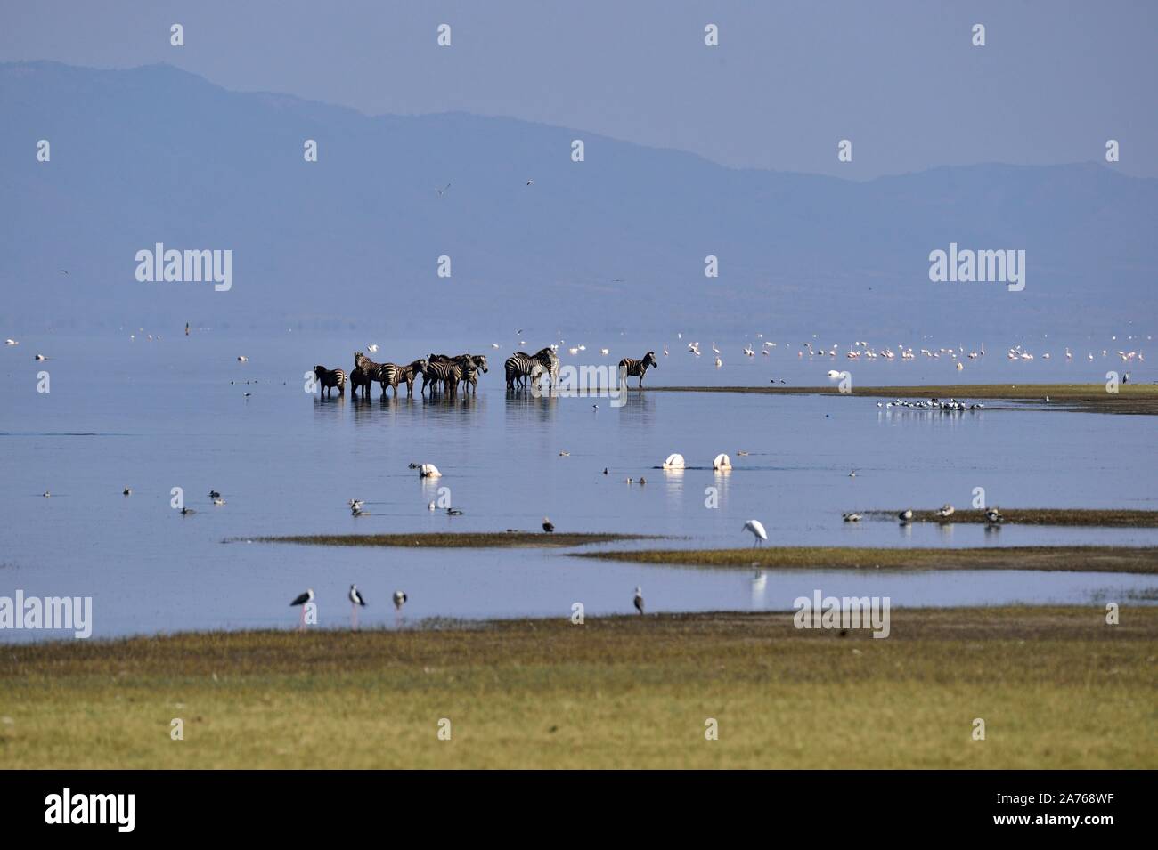 Zebre e di uccelli sul lago Manyara Foto Stock