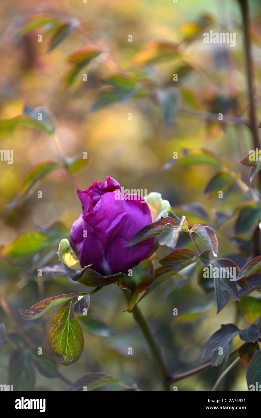 Paeonia suffruticosa Cardinale Vaughan,viola,viola,fiore,tree peony,la molla,giardino,giardino,RM Floral Foto Stock