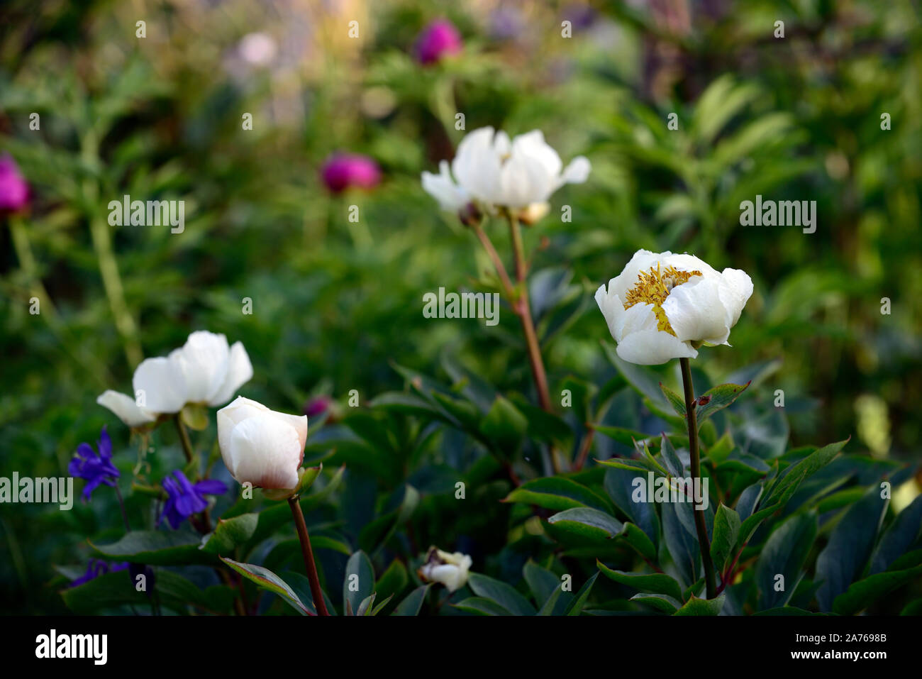 Peonia krinkled bianco,fiore bianco,fiori, Peonia,Le Peonie,fiore,fioritura,bloom,blooming,la molla,giardino,giardino,RM Floral Foto Stock