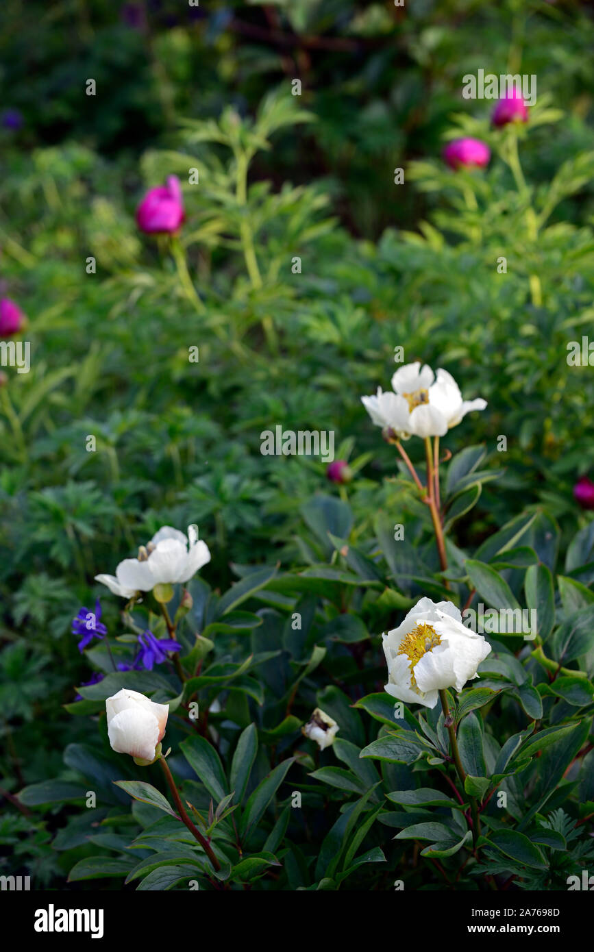 Peonia krinkled bianco,fiore bianco,fiori, Peonia,Le Peonie,fiore,fioritura,bloom,blooming,la molla,giardino,giardino,RM Floral Foto Stock