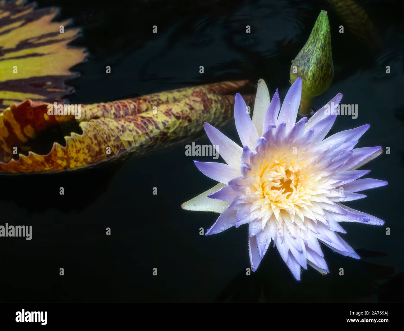 Waterlily Foto Stock