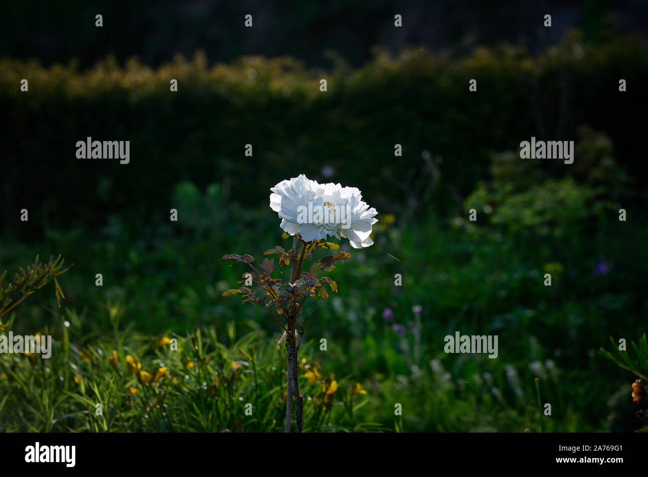 Paeonia suffruticosa Regno della luna, Gessekai,bianco fiori colorati,tree peony,la molla,giardino,giardino,RM Floral Foto Stock