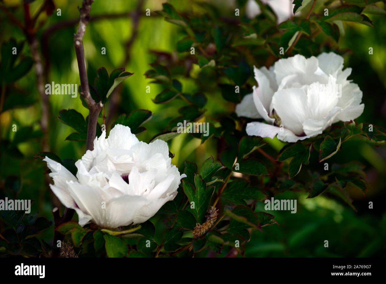 Paeonia suffruticosa Regno della luna, Gessekai,bianco fiori colorati,tree peony,la molla,giardino,giardino,RM Floral Foto Stock