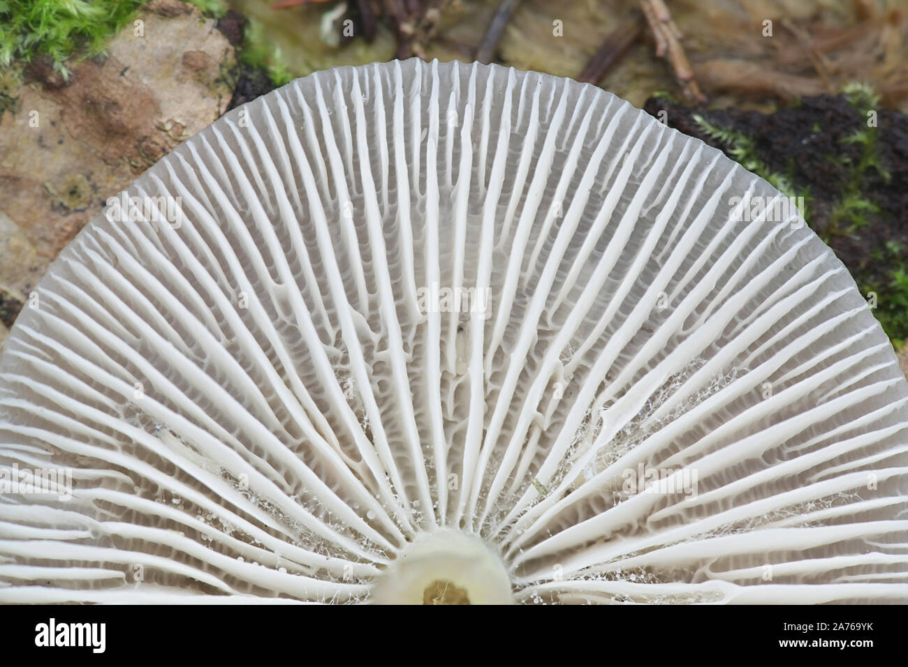 Mycena galericulata, noto come il cofano del comune, toque mycena, o roseo-gill fata casco di funghi selvatici dalla Finlandia Foto Stock