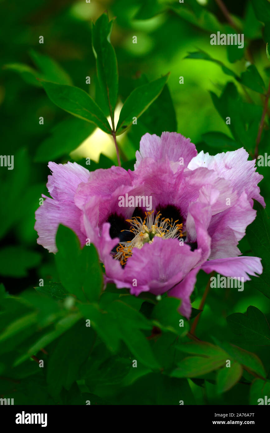 Paeonia Rockii gru grigio, Hui He,peonia,le peonie,rosa fiore singolo,fiori,fioritura,perenne,bed,confine,profumato,RM Floral Foto Stock