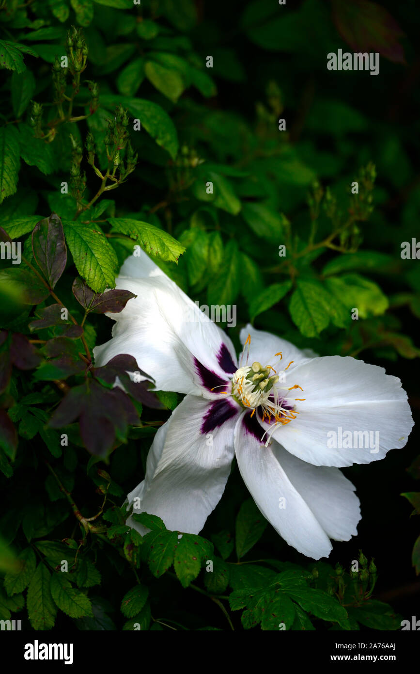 Paeonia Rockii Snow Lotus,Xue Lian,peonia,le peonie,Bianco fiore,fiori,fioritura,perenne,bed,confine,profumato,RM Floral Foto Stock