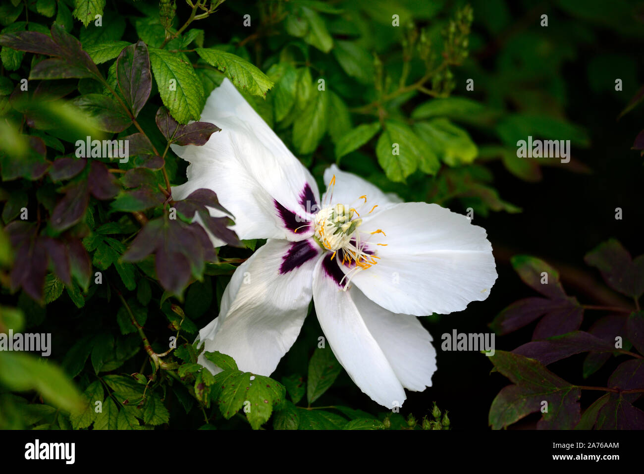 Paeonia Rockii Snow Lotus,Xue Lian,peonia,le peonie,Bianco fiore,fiori,fioritura,perenne,bed,confine,profumato,RM Floral Foto Stock