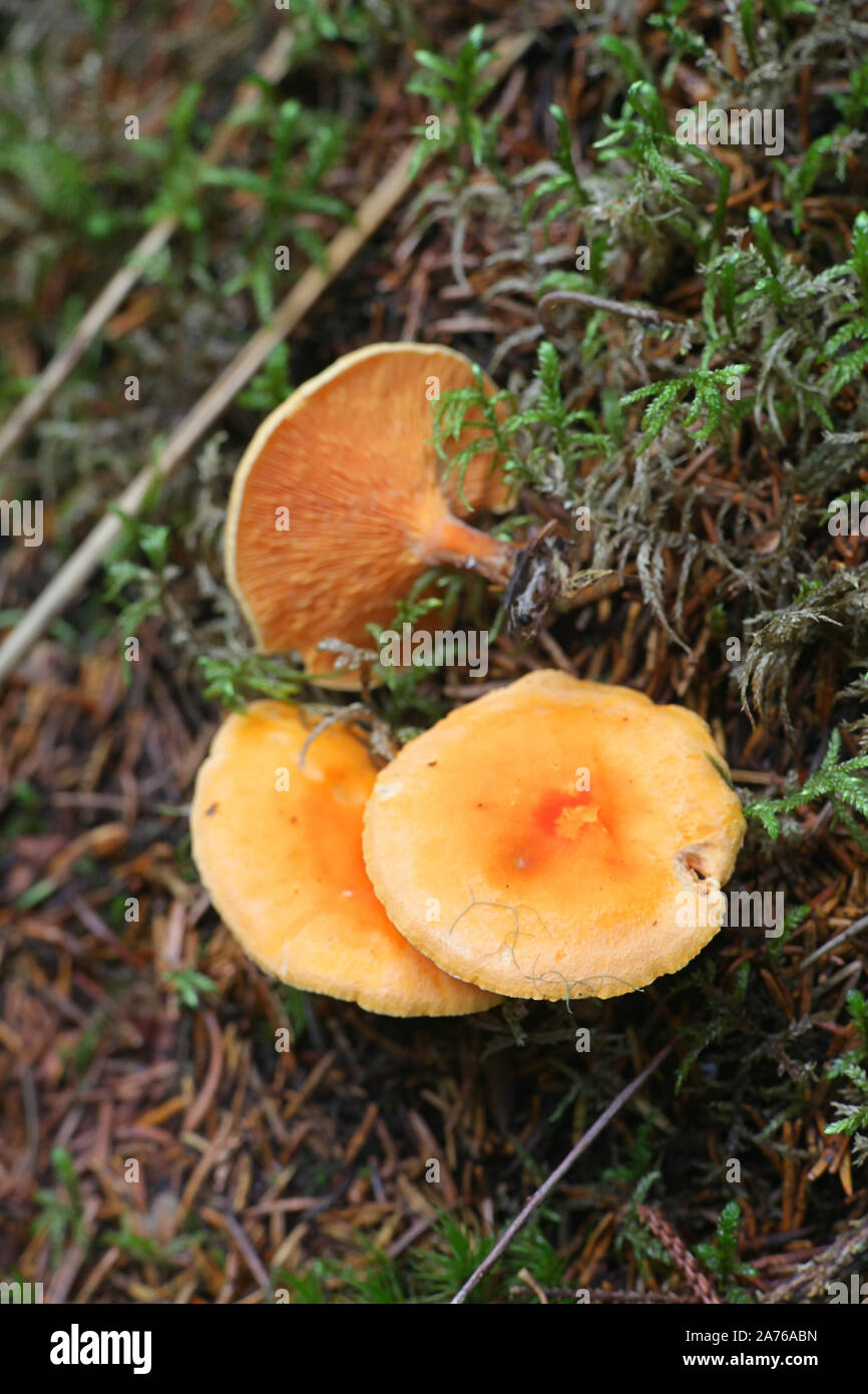 Hygrophoropsis aurantiaca, noto come il falso chanterelle, funghi selvatici dalla Finlandia Foto Stock