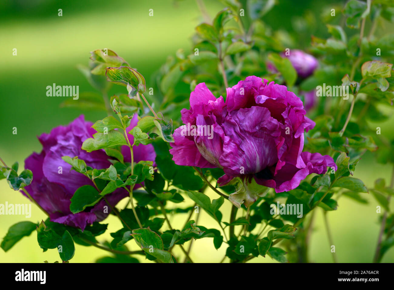 Paeonia suffruticosa Wu Peng lungo Sheng,Tree Peonia Black Dragon, fiore rosa,tree peony,la molla,giardino,giardino,RM Floral Foto Stock