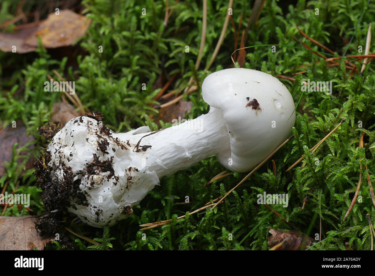 Amanita virosa, conosciuto in Europa come angelo distruttore, un micidiale fungo velenoso dalla Finlandia Foto Stock