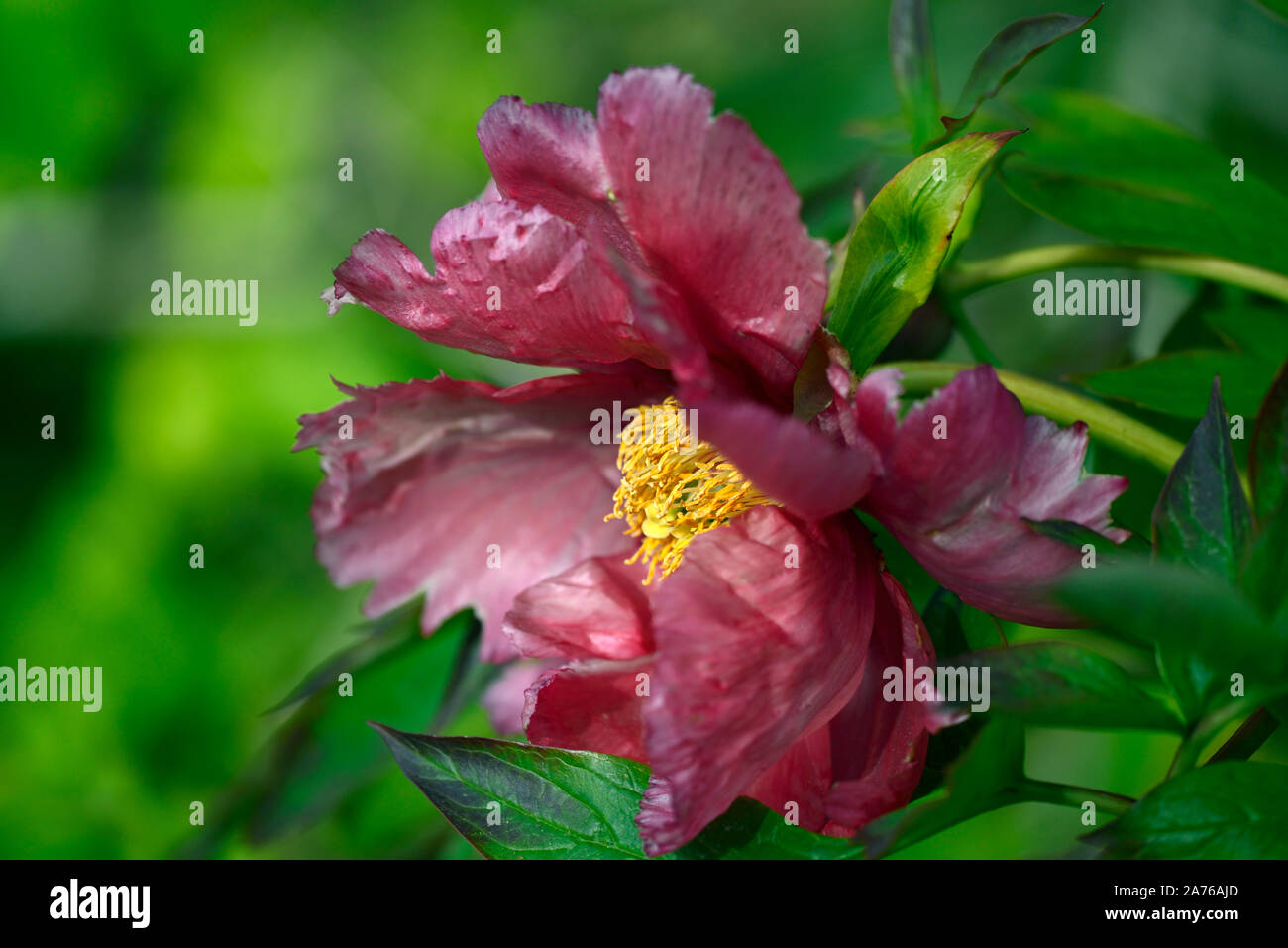 Paeonia suffruticosa,rosa corallo di fiori colorati,tree peony,la molla,giardino,giardino,RM Floral Foto Stock