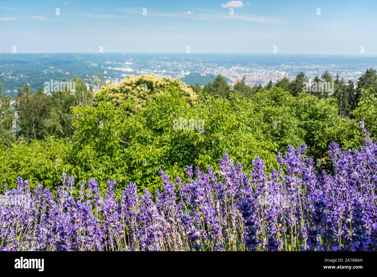 Vista panoramica dal punto di vista Fuerstenstand sulla montagna Plabutsch a fioritura viola salvia con città Graz in background su una soleggiata giornata estiva in Foto Stock