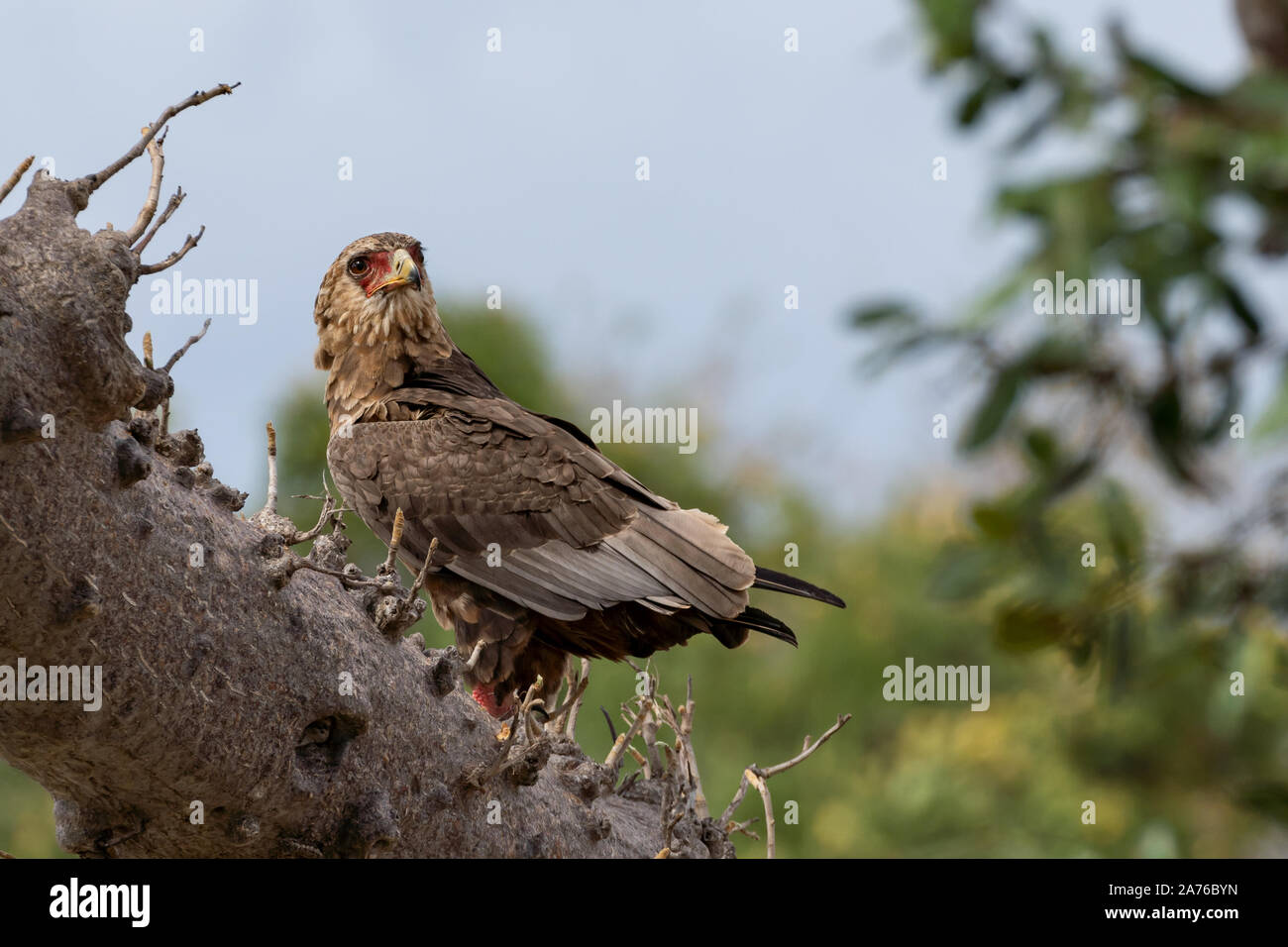 Giovani Bateleur Eagle appollaiate su un brach di un baobab in Riserva Selous, Tanzania Foto Stock