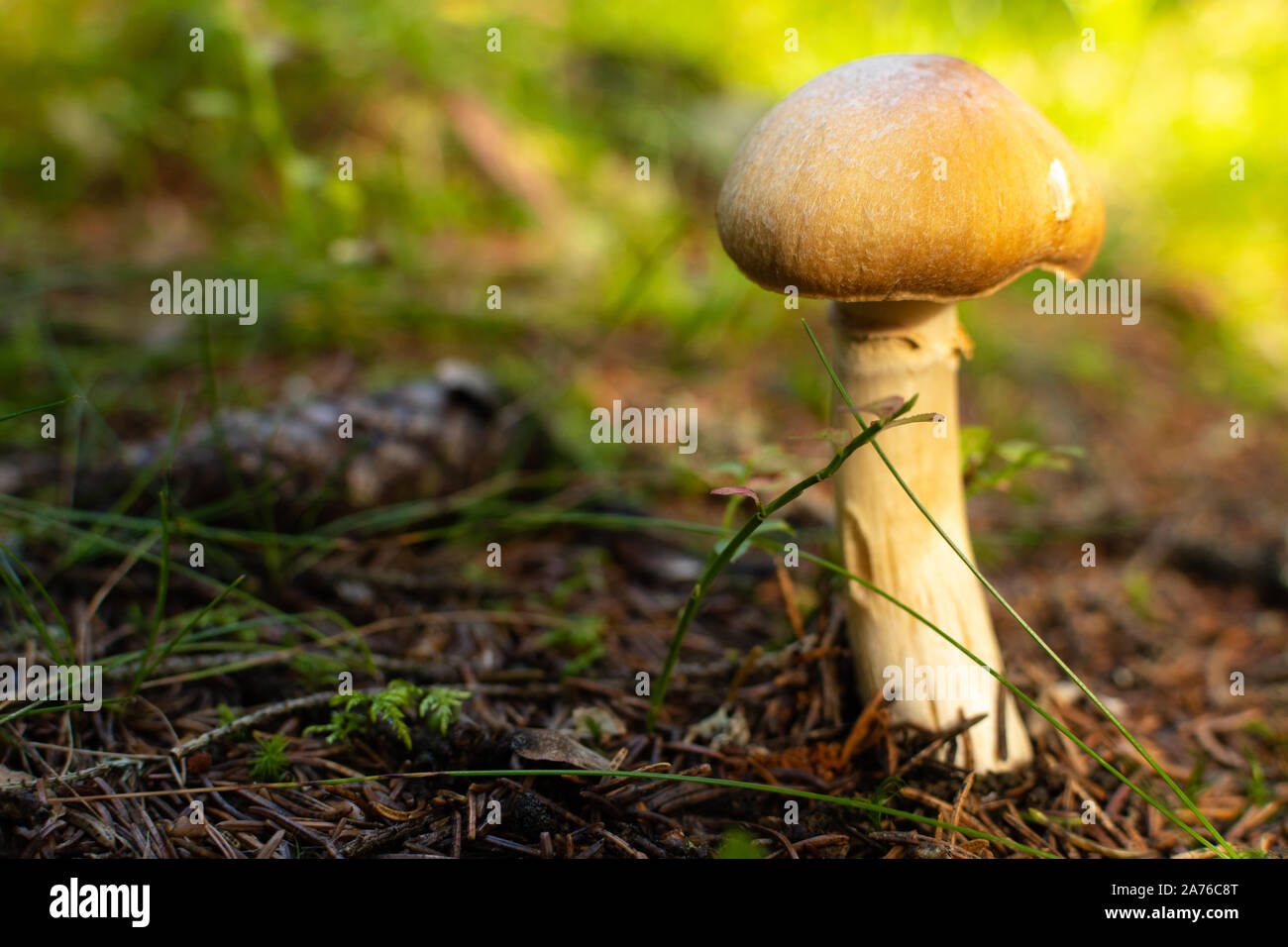 Un unico ritratto a fungo nella luce dorata Foto Stock