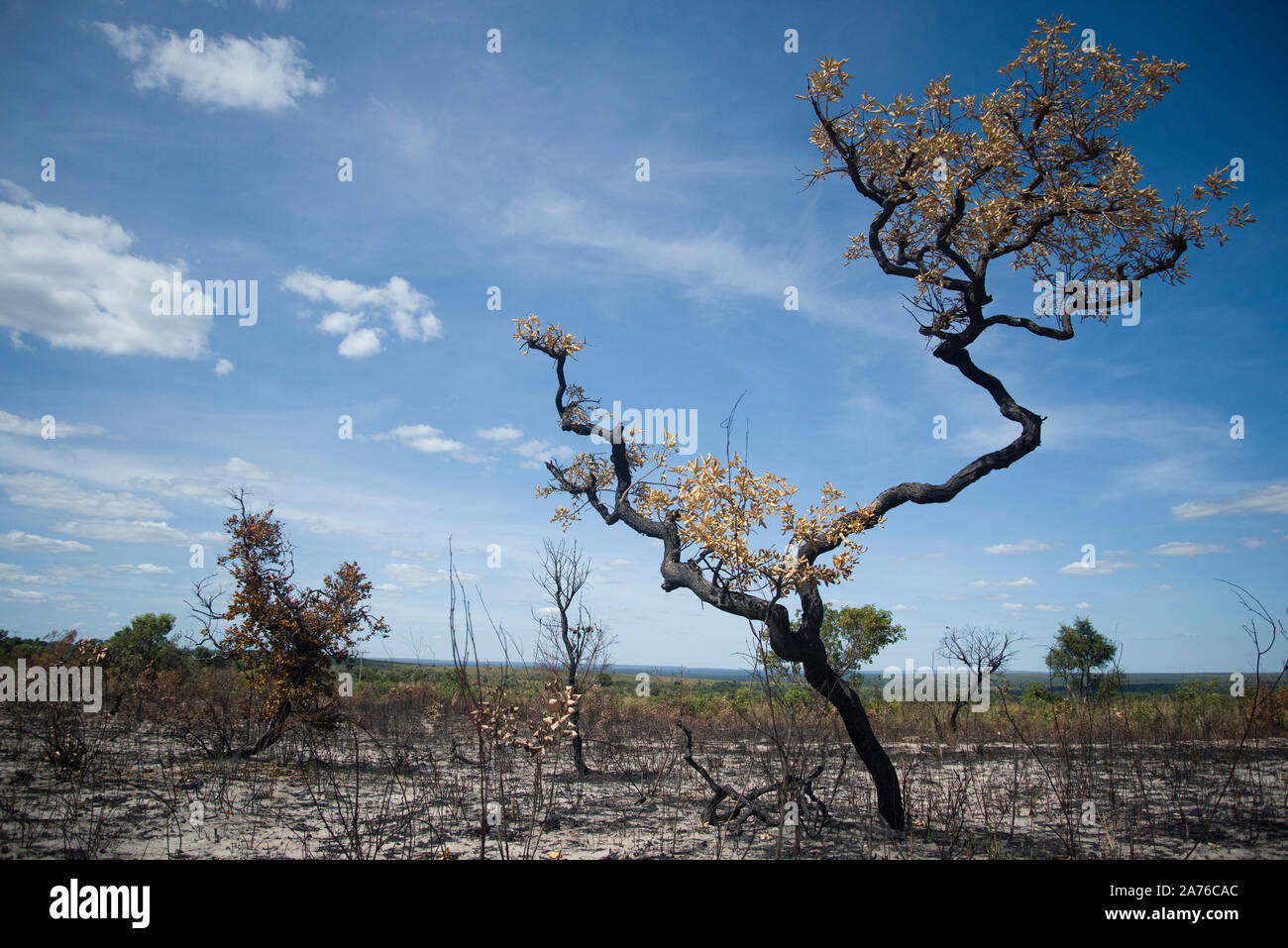 Siccità-albero bruciato in Jalapao Parco Nazionale di terre e di montagna di grandi dimensioni in background durante la giornata di sole, Mateiros, stato di Tocantins, Brasile Foto Stock