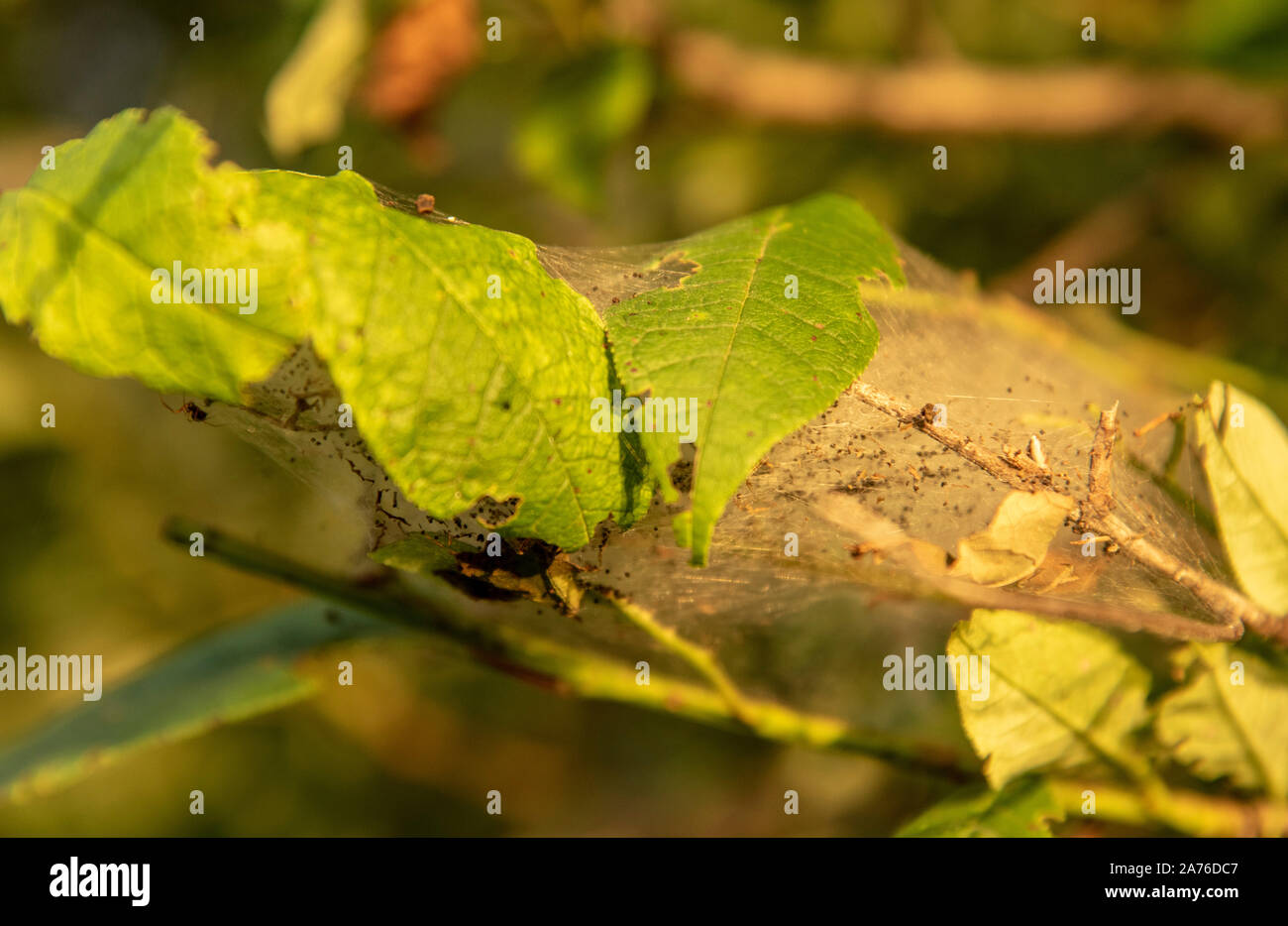 Il ramo di un albero ciliegio impigliata con un web.danneggiato dalla tarma. Foto Stock