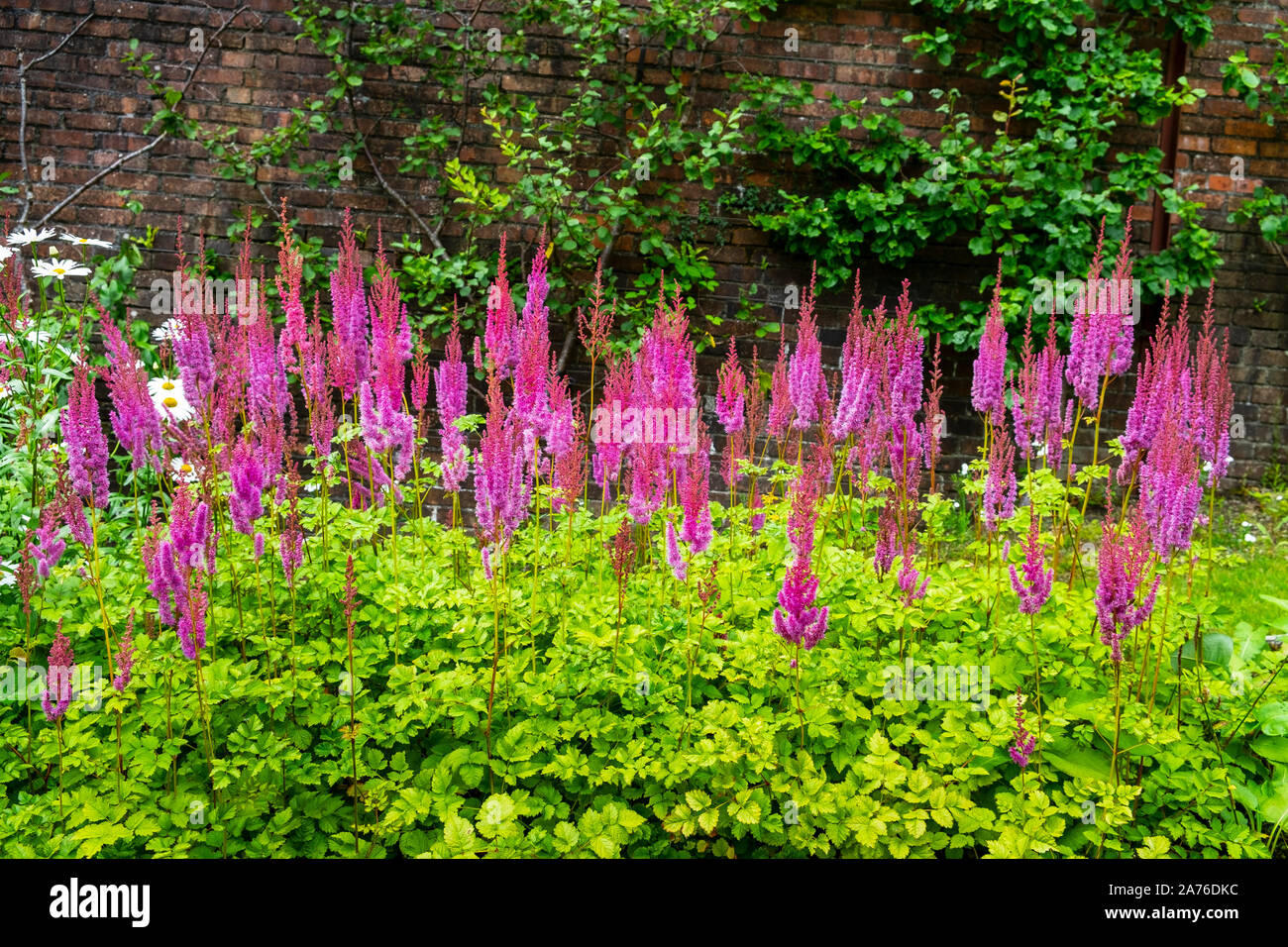 Astilbe fiori Foto Stock