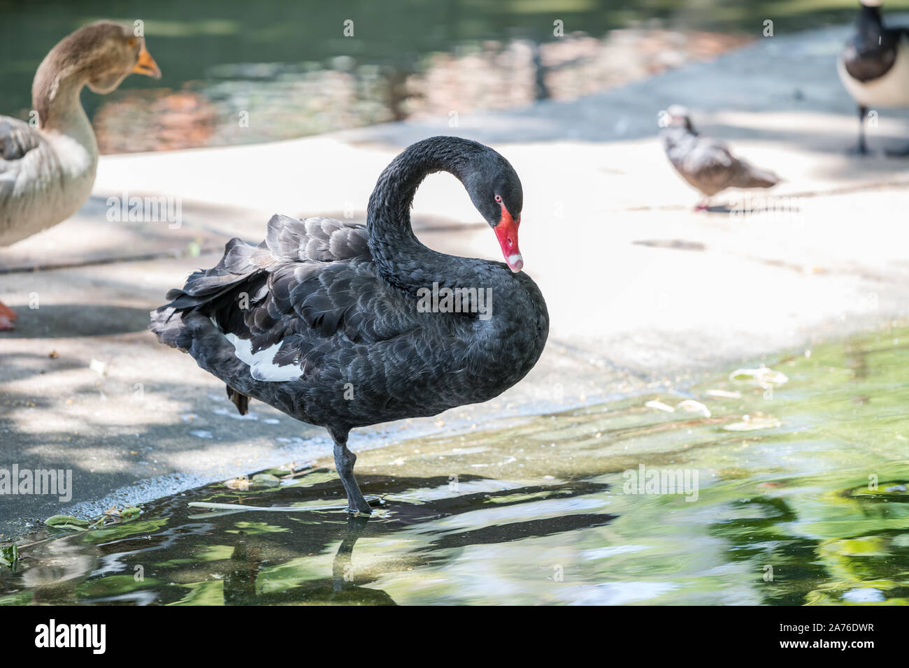 Un bellissimo cigno nero, con becco rosso, guardando il suo riflesso nel lago e pulisce le sue piume. Foto Stock