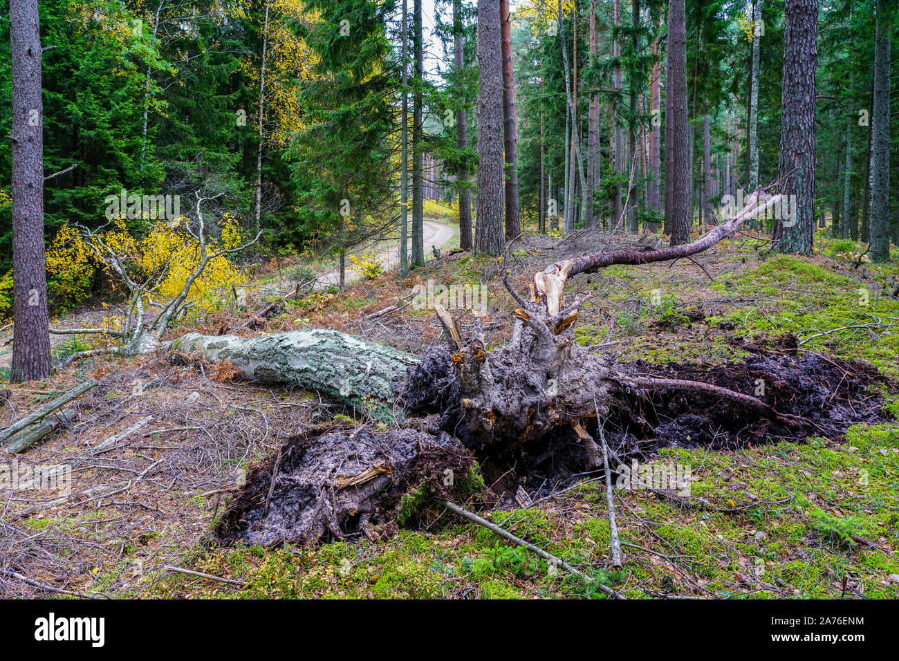 Un vento-albero caduto nella foresta cade lungo la strada forestale Foto Stock