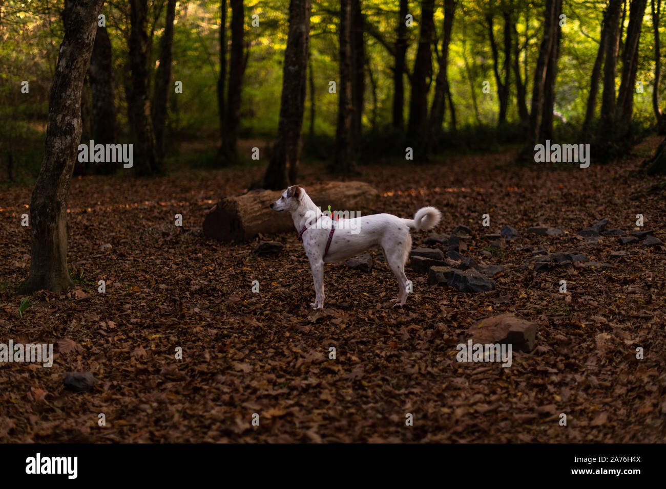 Felice di razza cane nella foresta, escursionismo pet Foto Stock