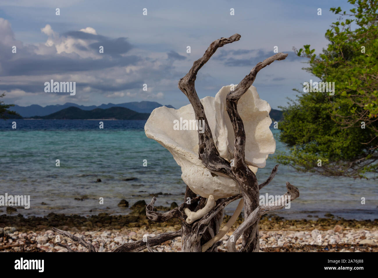 Vongola gigante è la spiaggia di Palawan Foto Stock