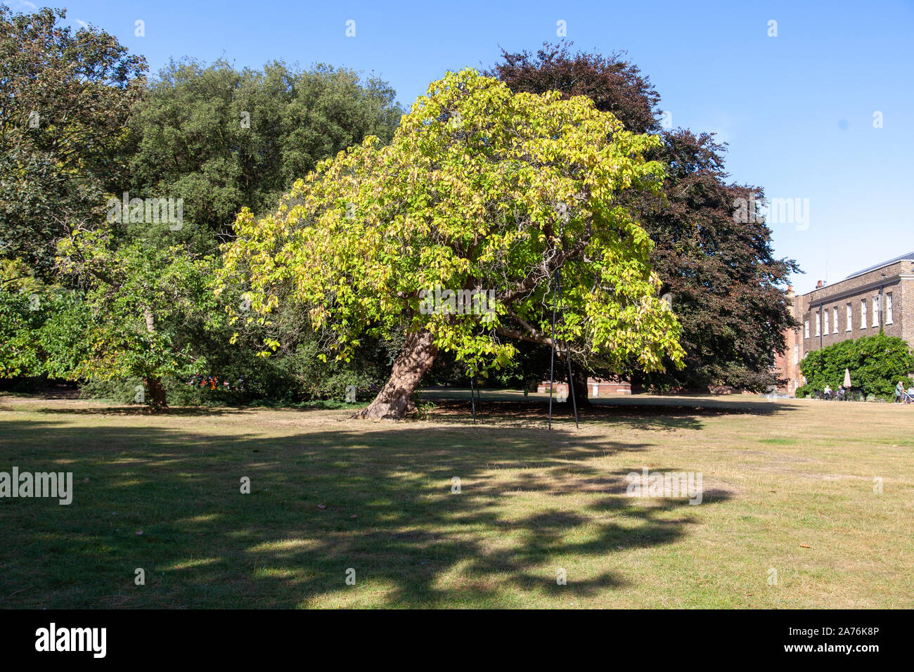 Campione di fagiolo indiano tree (Catalpa bignonioides), Fulham Palace Gardens, Londra SW6, Regno Unito Foto Stock