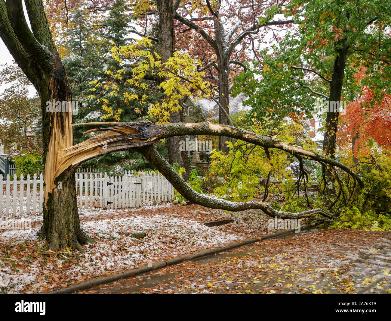 Oak Park, Illinois, Stati Uniti d'America. Il 30 ottobre 2019. Un grande albero parkway Spalato sotto una pesante bagnato autunno nevicata in questo sobborgo occidentale di Chicago. La neve pesante ha avuto molti alberi e degli arti inferiori in tutta la zona. Foto Stock