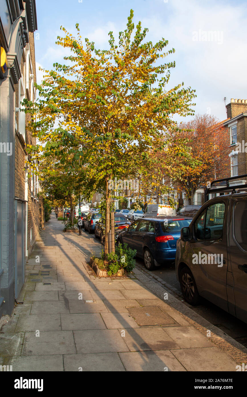 Katsura (Cercidiphyllum japonicum) street tree, Hackney, Londra UK Foto Stock