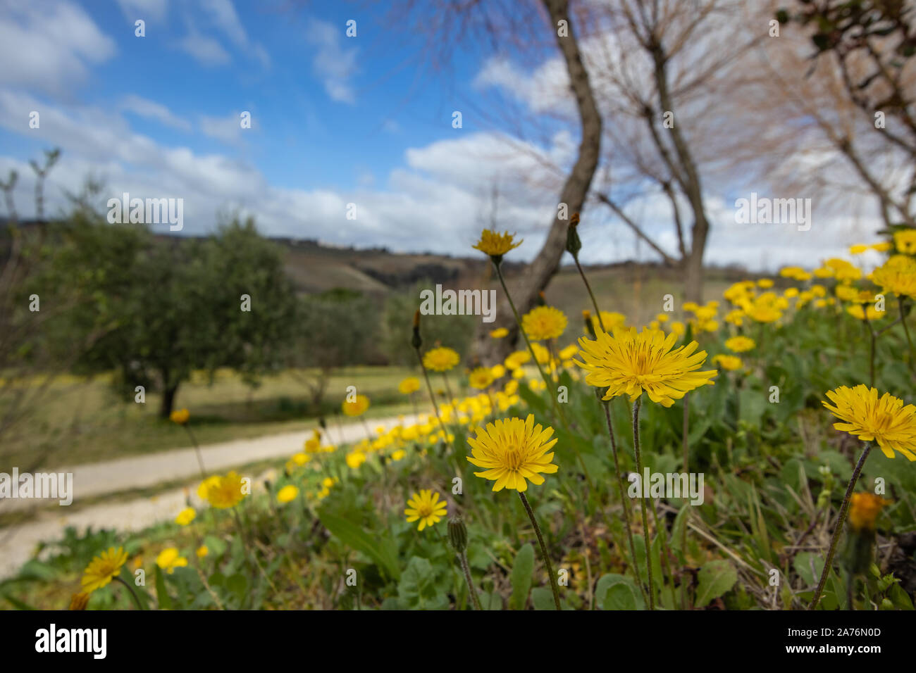 Fiori gialli in fiore su un paesaggio verde in Toscana, Italia Foto Stock