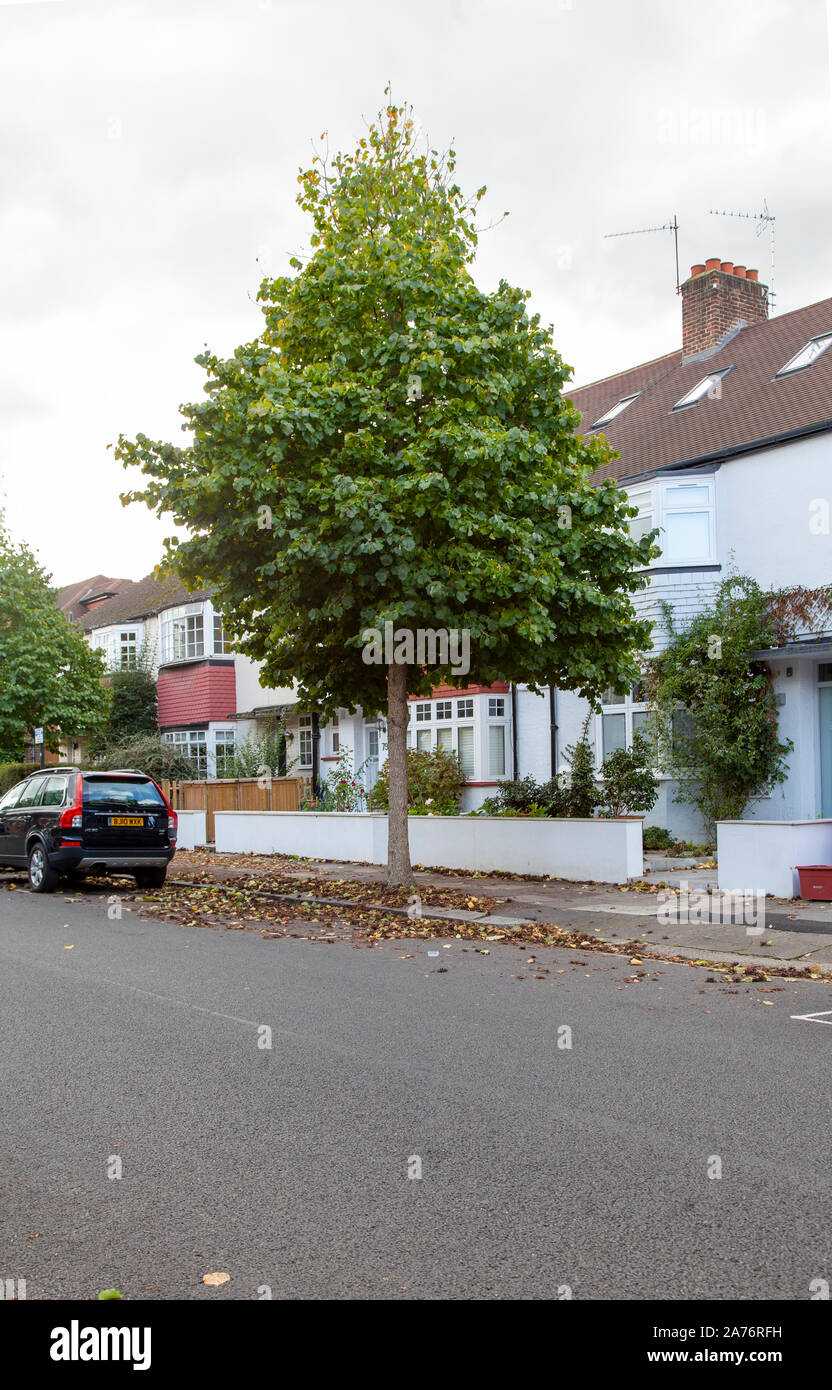 Turco autunnali nocciolo (Corylus colurna) street tree, circondato da dadi caduti, Hammersmith, Londra W6, Regno Unito Foto Stock