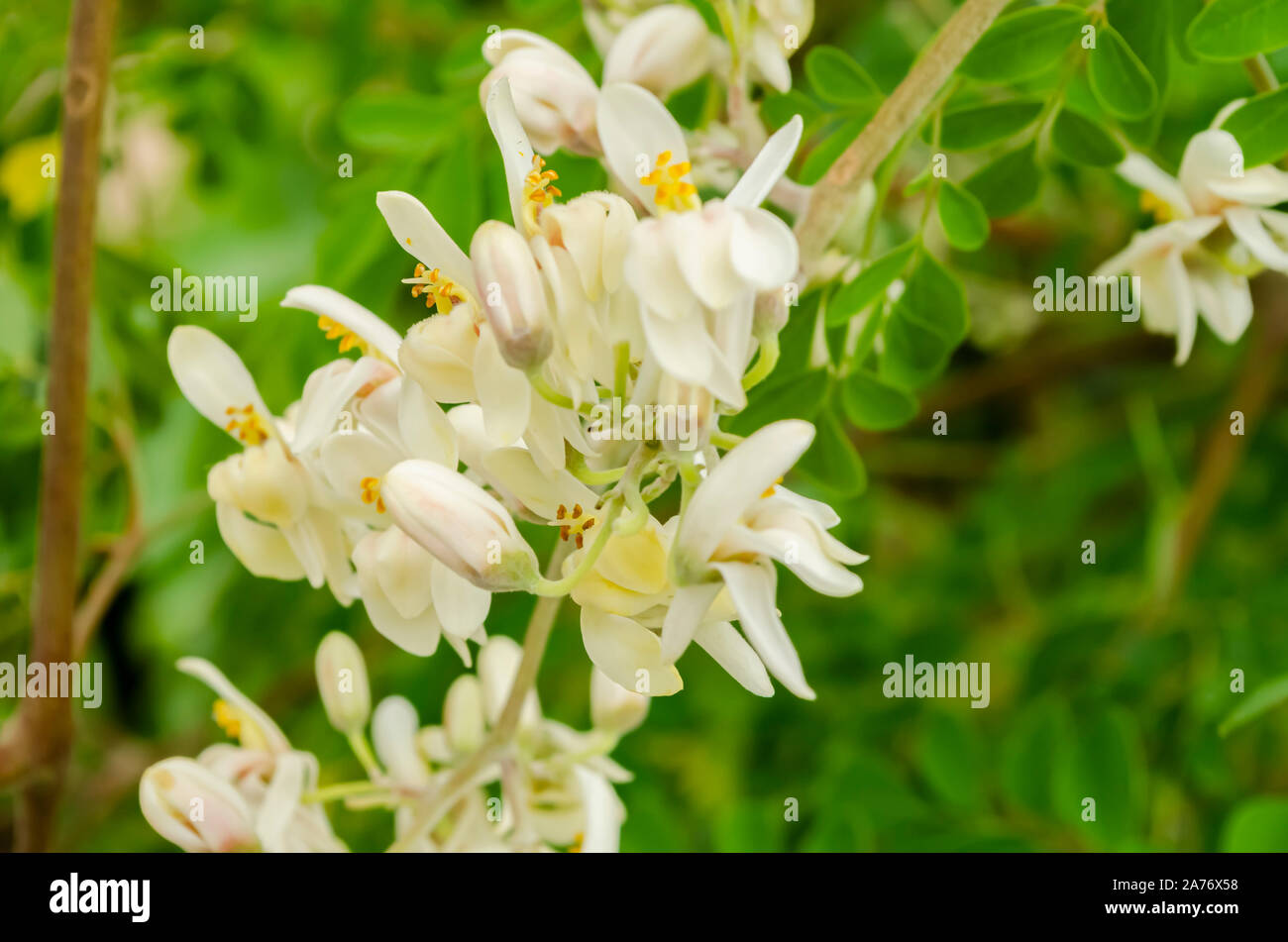 Moringa Fiori Foto Stock