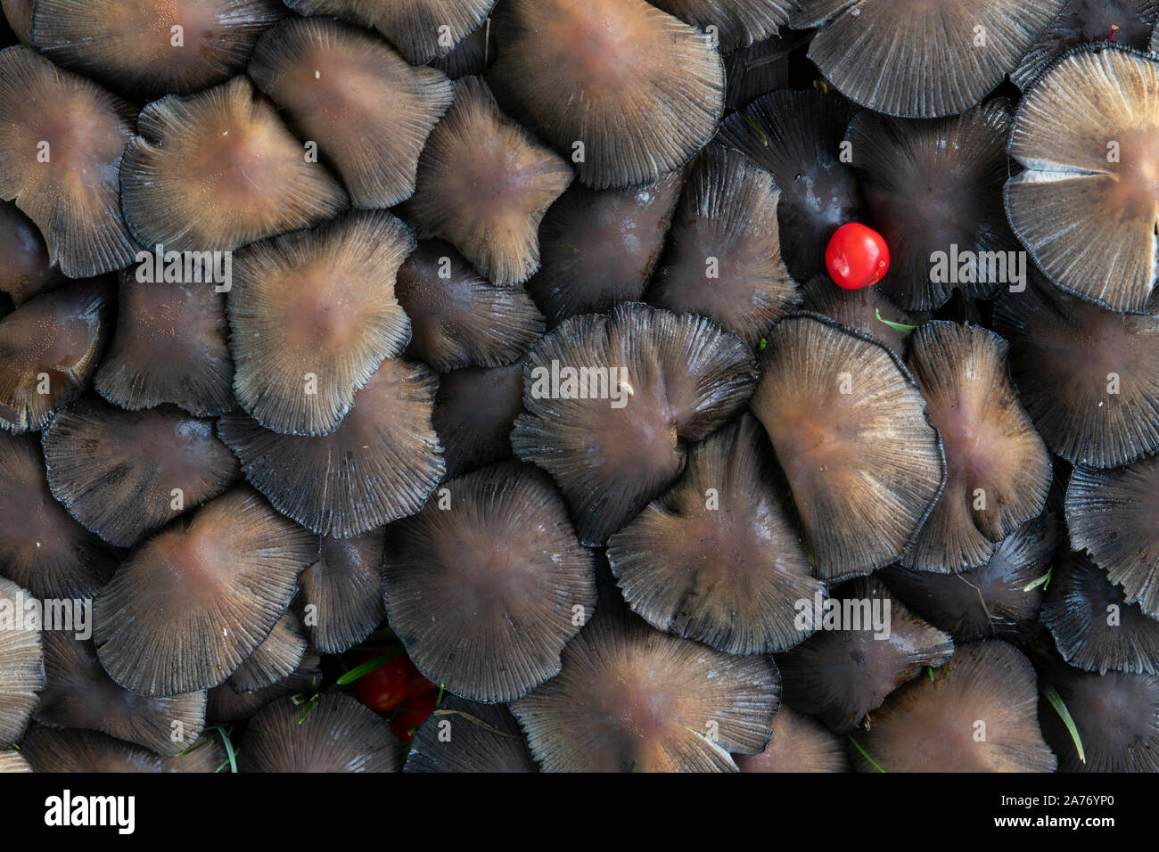 Copertura di inchiostro Fungo (Coprinopsis atramentaria) con cenere di montagna berry (Sorbus aucuparia), caduta, MN, USA di Dominique Braud/Dembinsky Foto Assoc Foto Stock