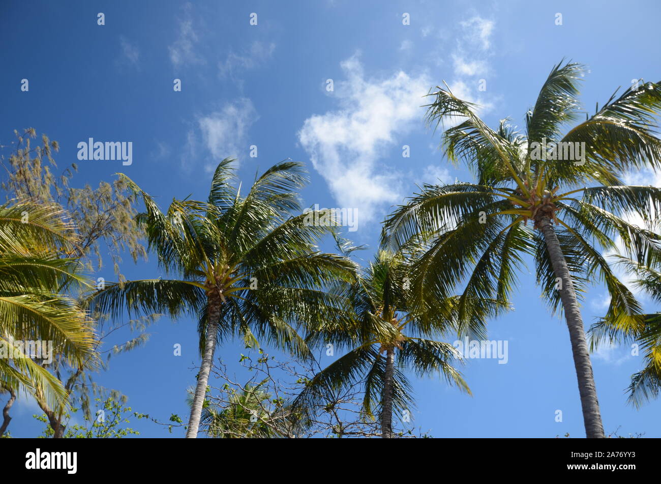 Gli alberi di palma, Magnetic Island NQL Foto Stock