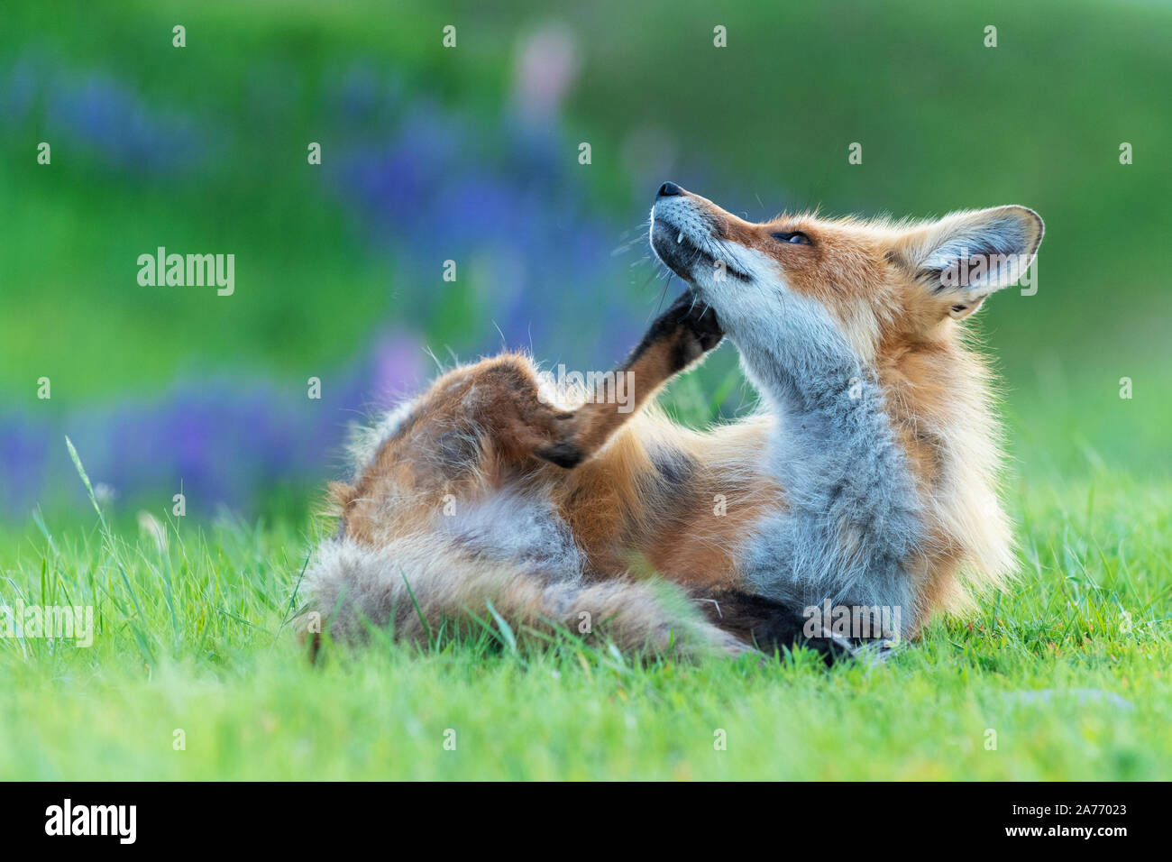 Red Fox (Vulpes vulpes vulpes), estate, orientale degli Stati Uniti, di Dominique Braud/Dembinsky Foto Assoc Foto Stock