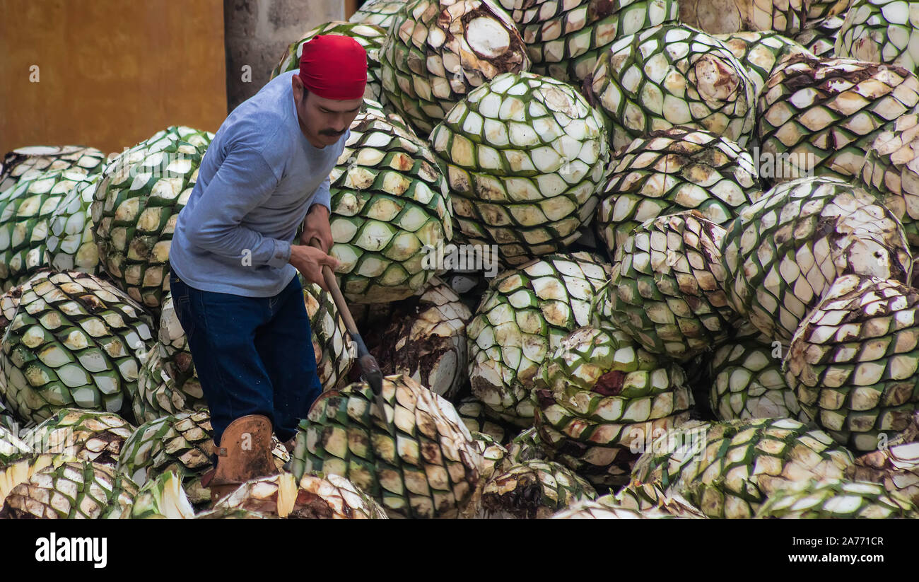 lavoratore che si divide in metà agave blu pianta cuori in tequila distilleria Foto Stock