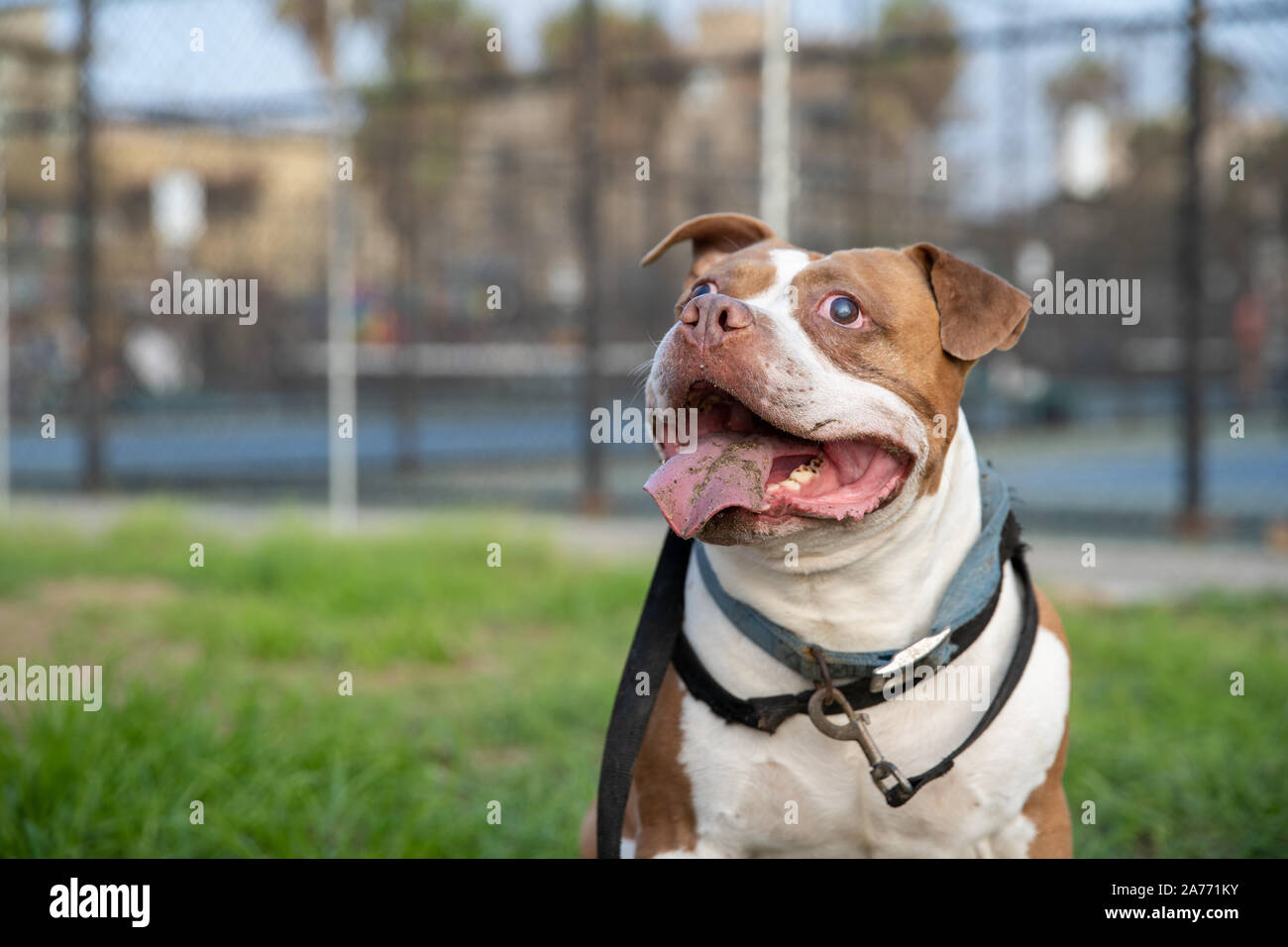 Cane in attesa per una passeggiata in città con la lingua di fuori Foto Stock